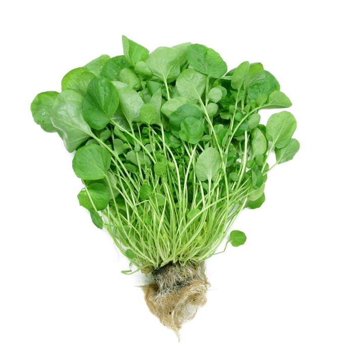 watercress