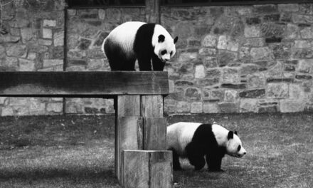 Pandas will return to Washington’s National Zoo by year’s end