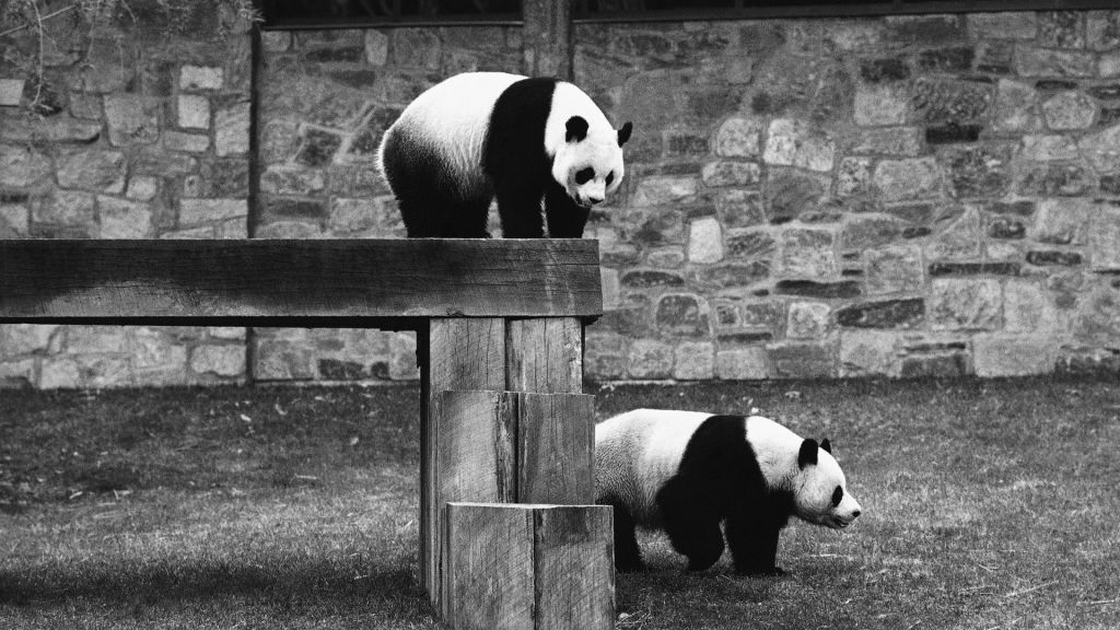 Pandas will return to Washington’s National Zoo by year’s end