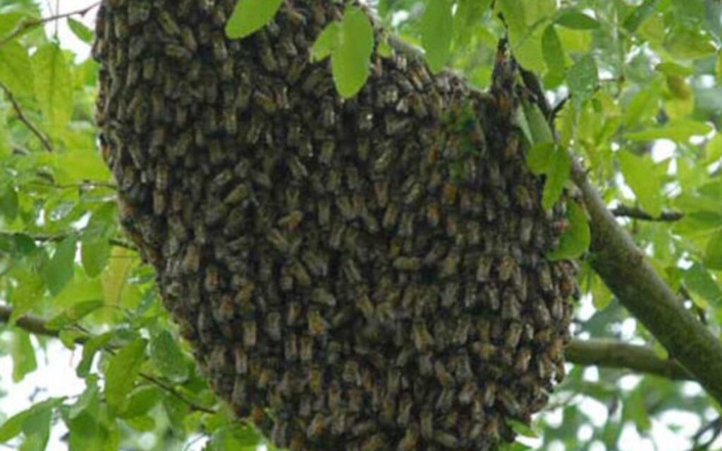 Dangerous, feral swarms of bees found and euthanized in Alabama