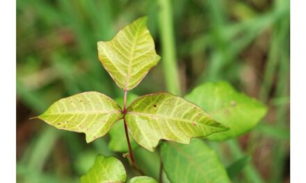 How you can avoid a nasty encounter with poison ivy this summer