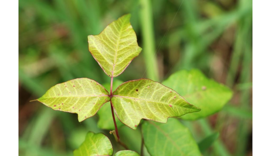 How you can avoid a nasty encounter with poison ivy this summer