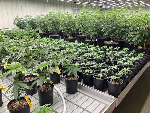 CRC of Alabama medical cannabis cultivation