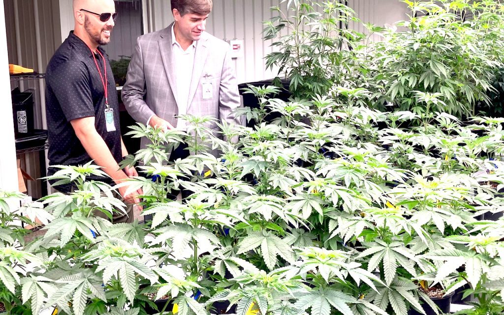 Medical marijuana plants growing in Alabama under careful conditions, tight security