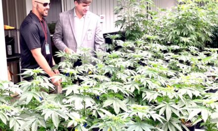 Medical marijuana plants growing in Alabama under careful conditions, tight security