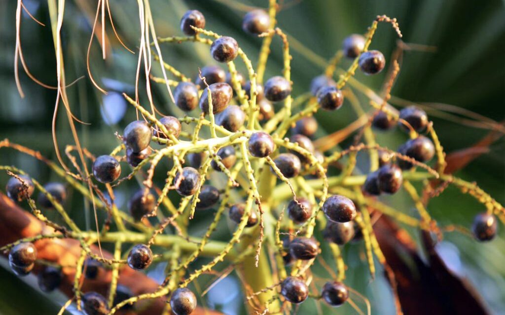 4 men in Gulf Shores arrested for stealing palmetto berries: Why do people want them?