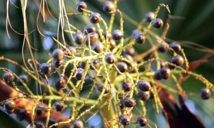 4 men in Gulf Shores arrested for stealing palmetto berries: Why do people want them?