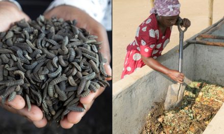 From yuck to profits: Some Zimbabwe farmers turn to maggots to survive drought and thrive