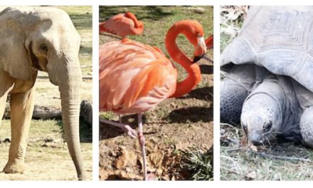 10 great reasons to visit the Birmingham Zoo in winter (and most of them are wild)