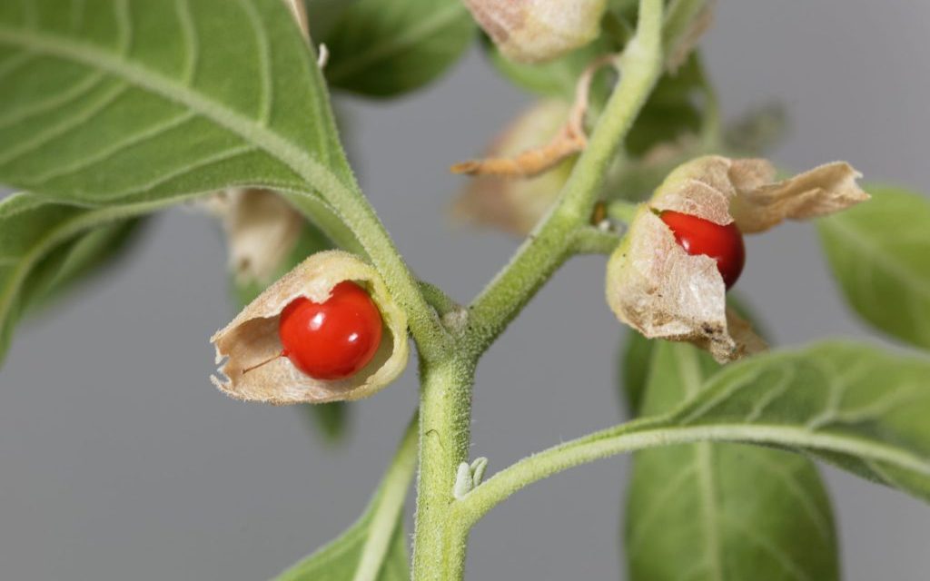 Ashwagandha: The Hard-to-Pronounce Natural Herb For Better Sleep, Less Stress & More Sex