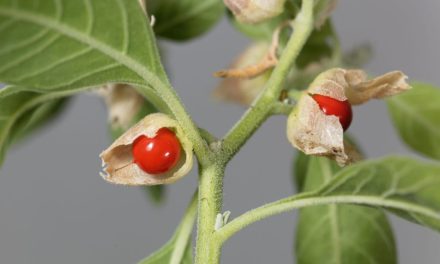 Ashwagandha: The Hard-to-Pronounce Natural Herb For Better Sleep, Less Stress & More Sex