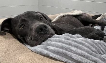 PETA offers $5,000 reward after dog shot in the head, left to die in a trash bag