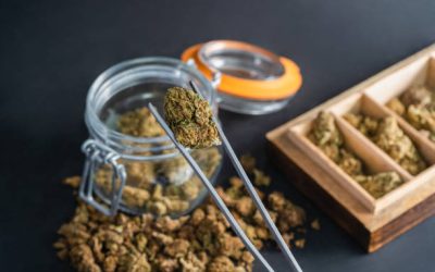 Does Marijuana Use Increase Alzheimer’s Risk?