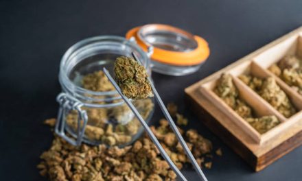 Does Marijuana Use Increase Alzheimer’s Risk?