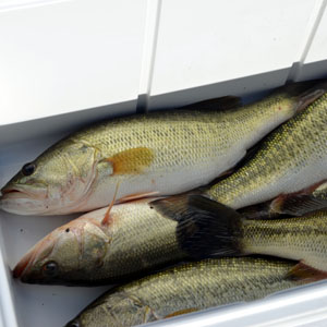 Alabama Issues 2025 Fish Consumption Advisories for 22 Waterways Due to Toxic Contamination