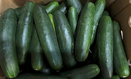Dozens sickened in expanding salmonella outbreak linked to recalled cucumbers