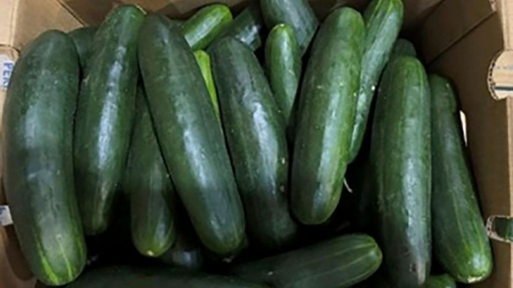 Dozens sickened in expanding salmonella outbreak linked to recalled cucumbers