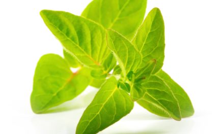 5 Reasons You Need To Know About Oil Of Oregano