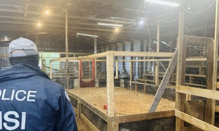 75 in custody; firearms and gambling cash seized in Alabama cockfighting crackdown