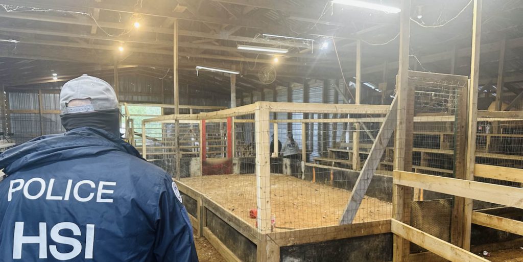75 in custody; firearms and gambling cash seized in Alabama cockfighting crackdown