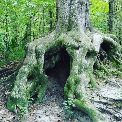 Hiding Tree