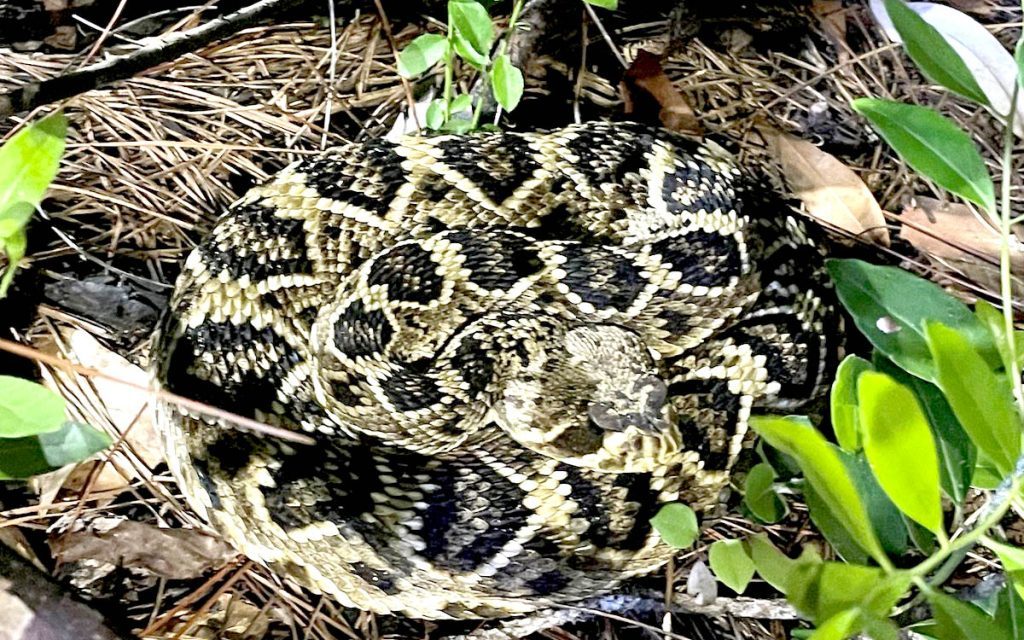 Rattlesnakes, Safety, and Summer Hikes: How to Avoid Alabama’s Most Venomous Snakes