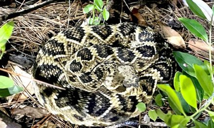 Rattlesnakes, Safety, and Summer Hikes: How to Avoid Alabama’s Most Venomous Snakes