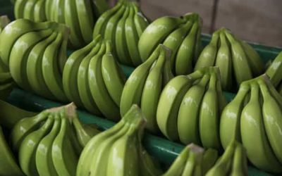Top 10 Reasons to Add Green Bananas to Your Diet Today