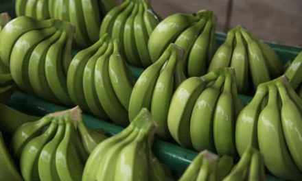 Top 10 Reasons to Add Green Bananas to Your Diet Today