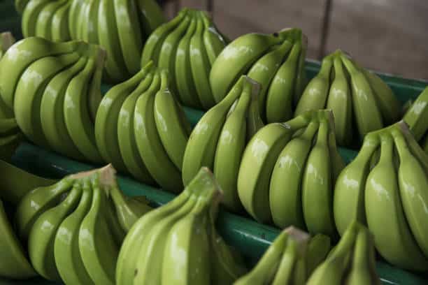 Top 10 Reasons to Add Green Bananas to Your Diet Today