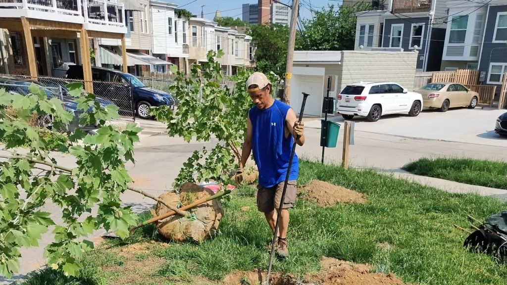 Planting hope: How Baltimore locals use trees to fight climate change