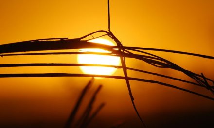 Hot, humid, and getting worse: Why Maryland must step up on climate