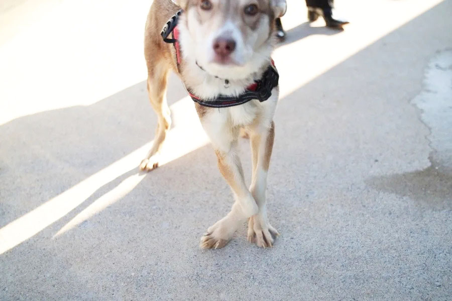 Madison Community Rallies to Save Abandoned Puppy Left at Police Department