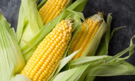 Is Corn Good for You? Nutrition, Health Benefits, and How to Enjoy It