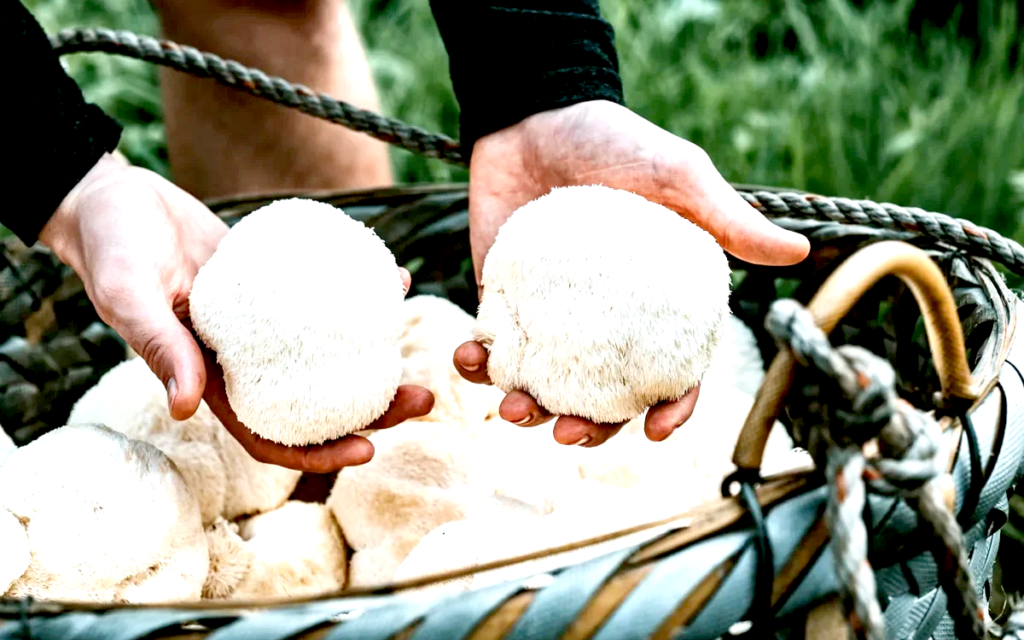 Lion’s Mane Mushroom Gains Popularity for Brain Health Benefits