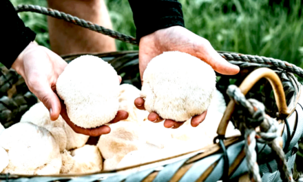 Lion’s Mane Mushroom Gains Popularity for Brain Health Benefits
