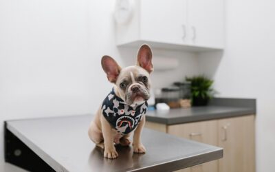 Lower family costs through preventive pet care