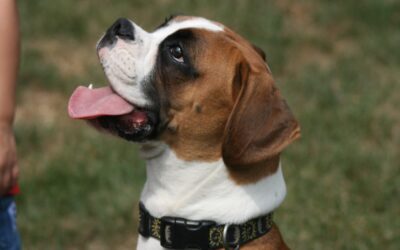 Everything You Need to Know About Boxer Puppies
