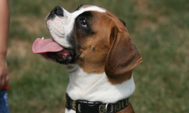 Everything You Need to Know About Boxer Puppies