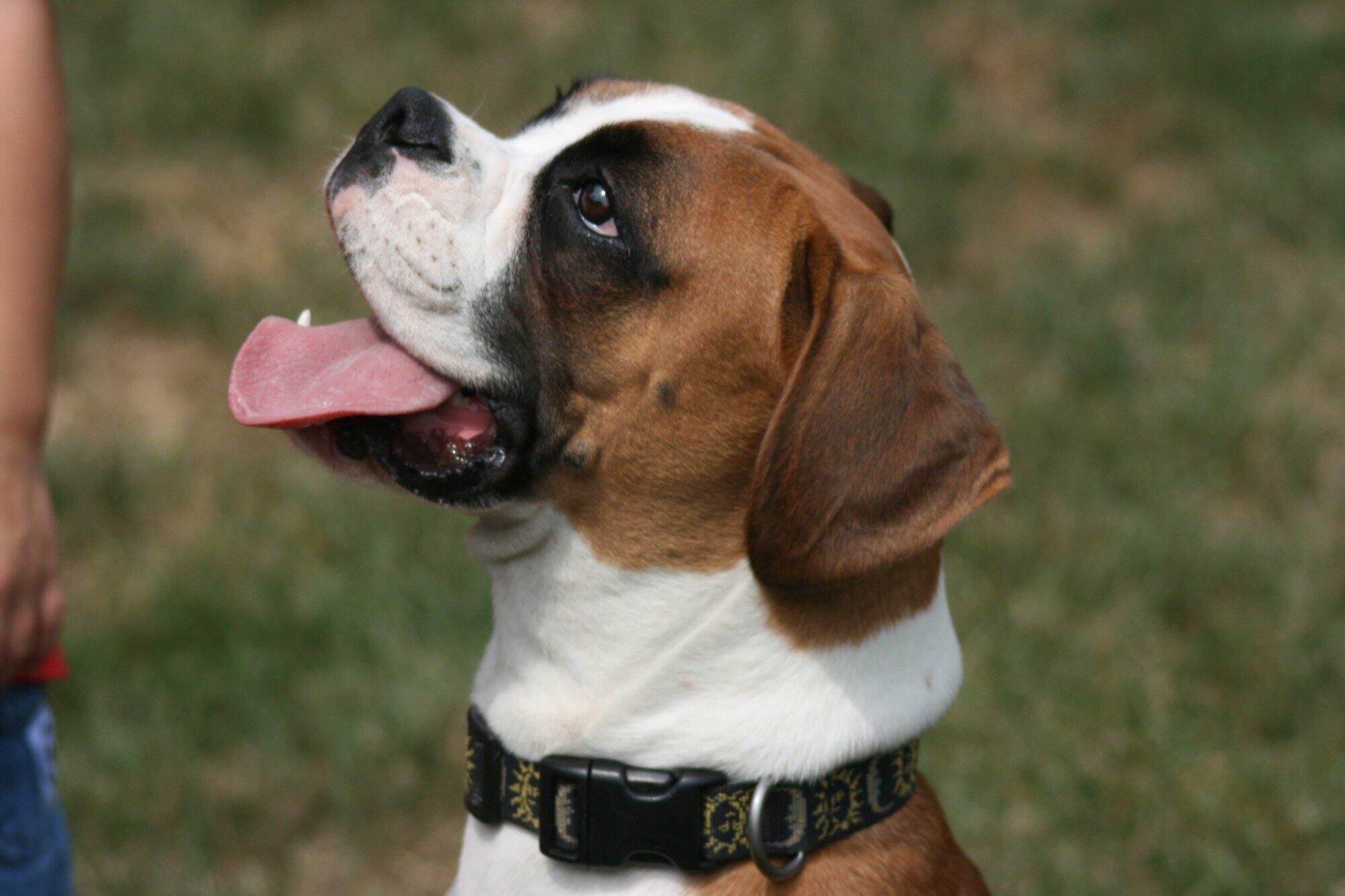 Everything You Need to Know About Boxer Puppies